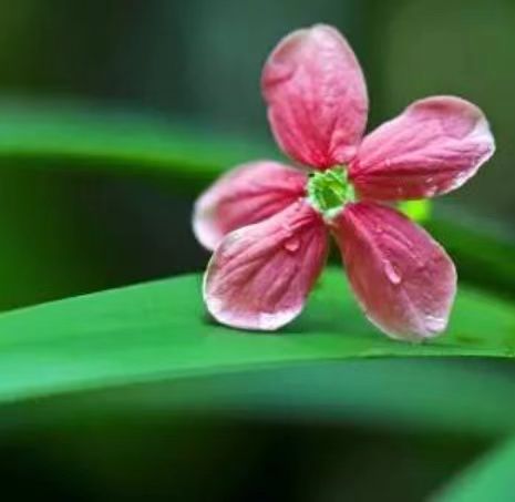 郁享花